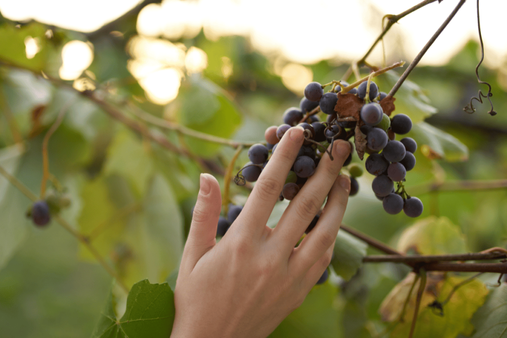 WeltderWeineRebsorten 1